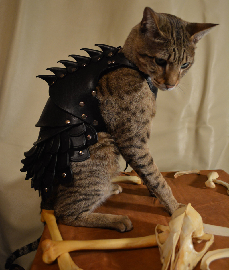 Illustration for article titled No Cat Is Complete Without A Set Of Leather Battle Armor